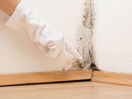 Why You Should Choose Our Mold Remediation Services in Santee, SC